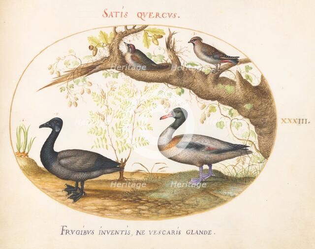 Animalia Volatilia et Amphibia (Aier): Plate XXXIII, c. 1575/1580. Creator: Joris Hoefnagel.