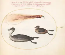 Animalia Volatilia et Amphibia (Aier): Plate XXXIV, c. 1575/1580. Creator: Joris Hoefnagel