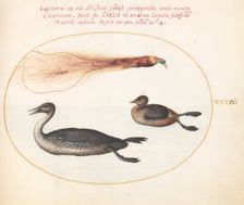 Animalia Volatilia et Amphibia (Aier): Plate XXXIV, c. 1575/1580. Creator: Joris Hoefnagel