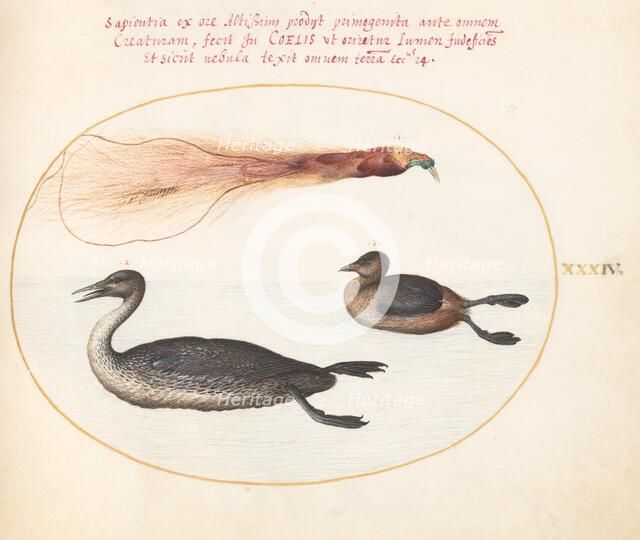 Animalia Volatilia et Amphibia (Aier): Plate XXXIV, c. 1575/1580. Creator: Joris Hoefnagel.