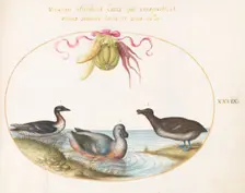 Animalia Volatilia et Amphibia (Aier): Plate XXXIX, c. 1575/1580. Creator: Joris Hoefnagel