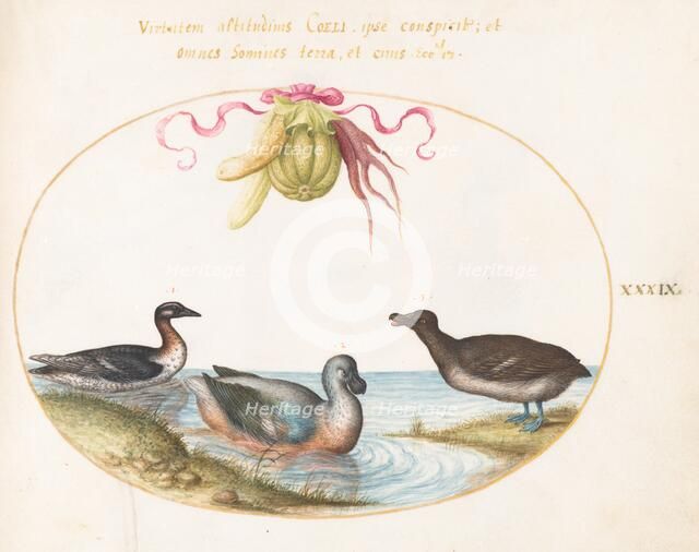 Animalia Volatilia et Amphibia (Aier): Plate XXXIX, c. 1575/1580. Creator: Joris Hoefnagel.