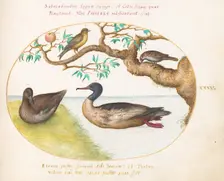 Animalia Volatilia et Amphibia (Aier): Plate XXXV, c. 1575/1580. Creator: Joris Hoefnagel