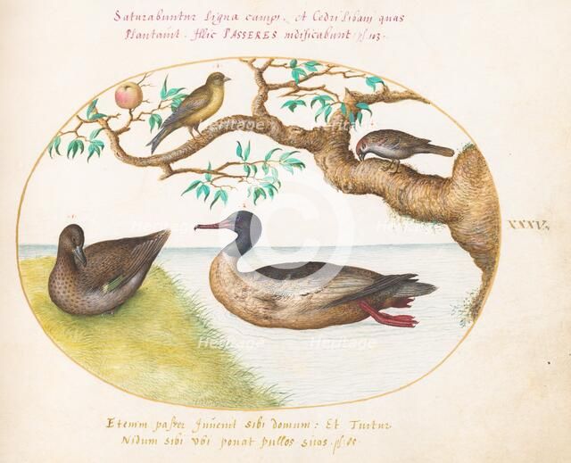 Animalia Volatilia et Amphibia (Aier): Plate XXXV, c. 1575/1580. Creator: Joris Hoefnagel.