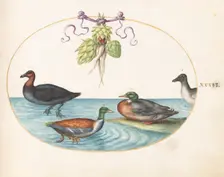 Animalia Volatilia et Amphibia (Aier): Plate XXXVI, c. 1575/1580. Creator: Joris Hoefnagel