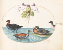 Animalia Volatilia et Amphibia (Aier): Plate XXXVI, c. 1575/1580. Creator: Joris Hoefnagel