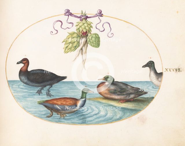 Animalia Volatilia et Amphibia (Aier): Plate XXXVI, c. 1575/1580. Creator: Joris Hoefnagel.