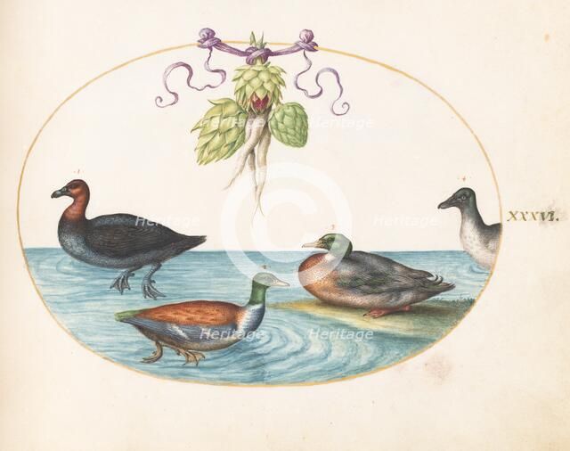 Animalia Volatilia et Amphibia (Aier): Plate XXXVI, c. 1575/1580. Creator: Joris Hoefnagel.