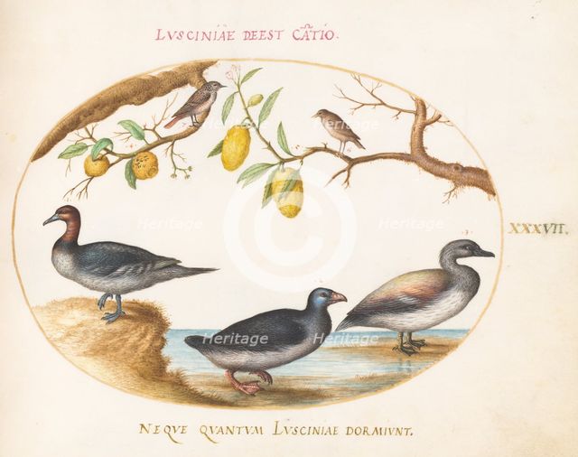 Animalia Volatilia et Amphibia (Aier): Plate XXXVII, c. 1575/1580. Creator: Joris Hoefnagel.