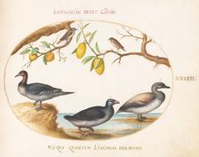 Animalia Volatilia et Amphibia (Aier): Plate XXXVII, c. 1575/1580. Creator: Joris Hoefnagel