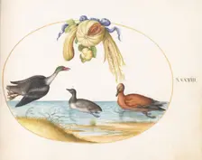 Animalia Volatilia et Amphibia (Aier): Plate XXXVIII, c. 1575/1580. Creator: Joris Hoefnagel