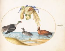 Animalia Volatilia et Amphibia (Aier): Plate XXXVIII, c. 1575/1580. Creator: Joris Hoefnagel