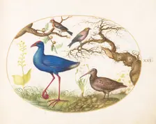 Animalia Volatilia et Amphibia (Aier): Plate XXI, c. 1575/1580. Creator: Joris Hoefnagel