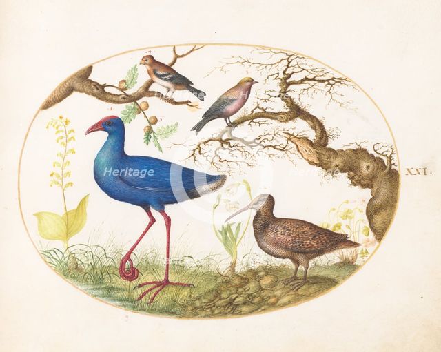 Animalia Volatilia et Amphibia (Aier): Plate XXI, c. 1575/1580. Creator: Joris Hoefnagel.