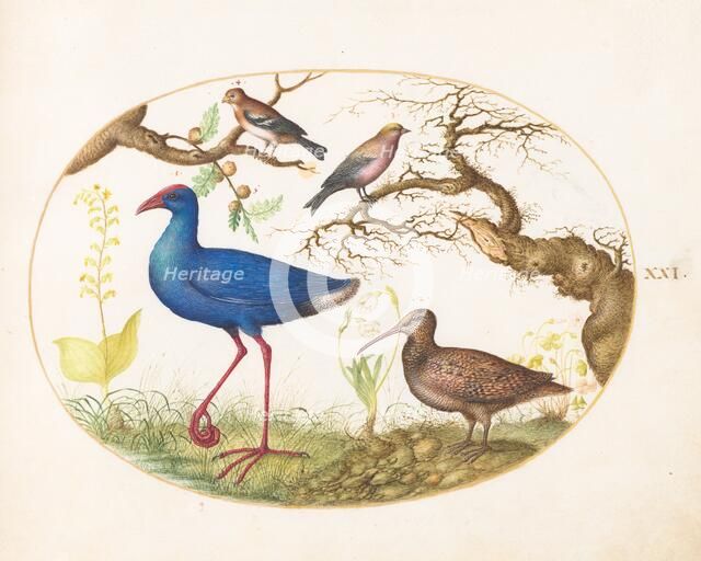 Animalia Volatilia et Amphibia (Aier): Plate XXI, c. 1575/1580. Creator: Joris Hoefnagel.