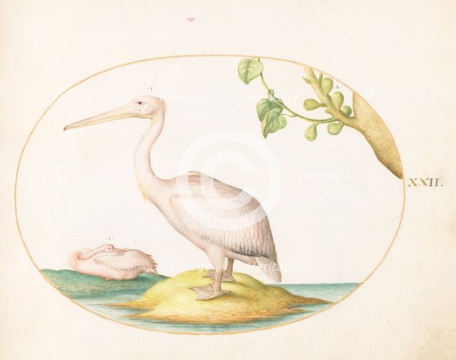 Animalia Volatilia et Amphibia (Aier): Plate XXII, c. 1575/1580. Creator: Joris Hoefnagel.