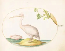 Animalia Volatilia et Amphibia (Aier): Plate XXII, c. 1575/1580. Creator: Joris Hoefnagel