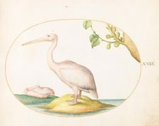 Animalia Volatilia et Amphibia (Aier): Plate XXII, c. 1575/1580. Creator: Joris Hoefnagel