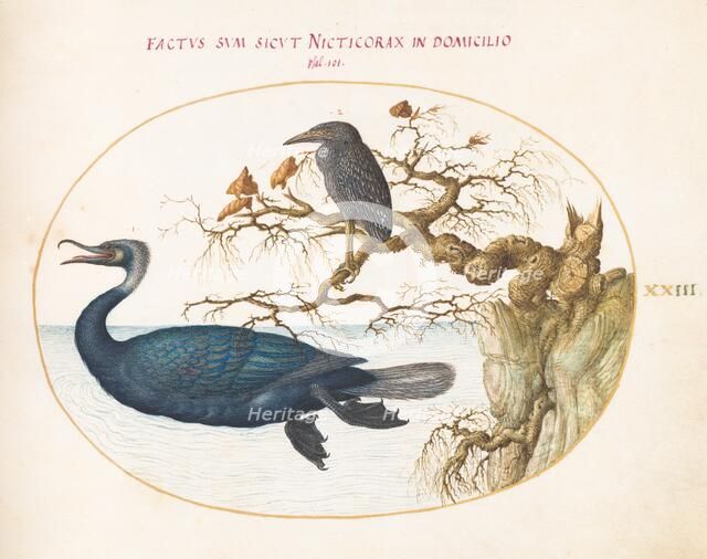 Animalia Volatilia et Amphibia (Aier): Plate XXIII, c. 1575/1580. Creator: Joris Hoefnagel.