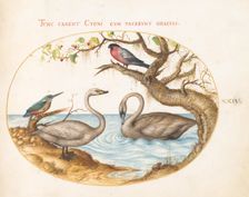 Animalia Volatilia et Amphibia (Aier): Plate XXIV, c. 1575/1580. Creator: Joris Hoefnagel