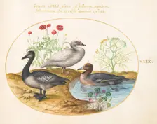 Animalia Volatilia et Amphibia (Aier): Plate XXIX, c. 1575/1580. Creator: Joris Hoefnagel