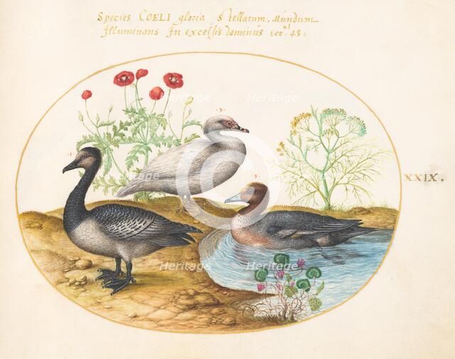 Animalia Volatilia et Amphibia (Aier): Plate XXIX, c. 1575/1580. Creator: Joris Hoefnagel.