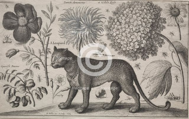 Animals and Plants: Leopard with Plants and Insects, 1662. Creator: Wenceslaus Hollar (Bohemian, 1607-1677).