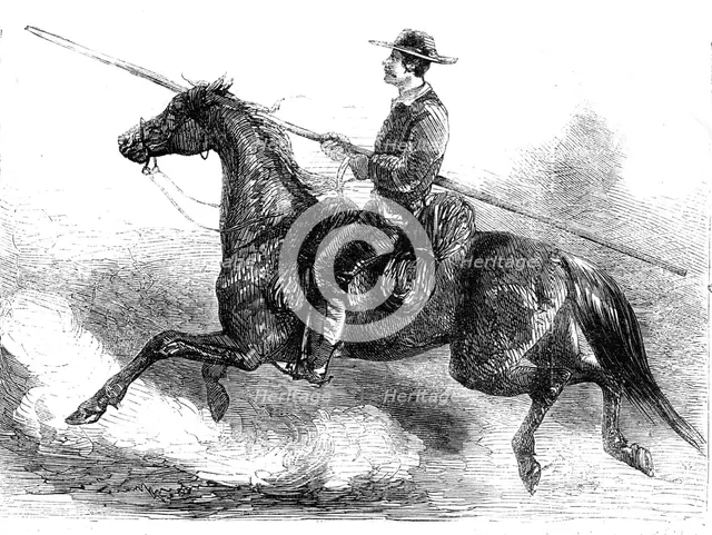 Animals at the Florence Exposition: Tuscan maremme, or herdsman, 1861. Creator: Unknown.