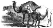 Animals at the Florence Exposition: buffaloes - camels from the Royal Domain of San Rossore, 1861. Creator: Unknown
