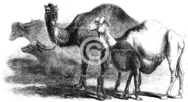 Animals at the Florence Exposition: buffaloes - camels from the Royal Domain of San Rossore, 1861. Creator: Unknown.