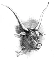 Animals at the Florence Exposition: mountain race (dark grey bull), 1861. Creator: Unknown