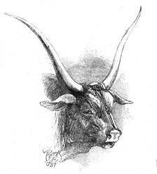 Animals at the Florence Exposition: mountain race (dark grey bull), 1861. Creator: Unknown