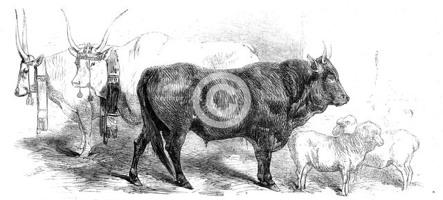 Animals at the Florence Exposition: pair of oxen from the Royal Domain of the..., and Merino, 1861. Creator: Unknown.