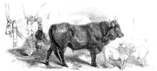 Animals at the Florence Exposition: pair of oxen from the Royal Domain of the..., and Merino, 1861. Creator: Unknown