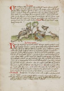 Animals Gathered under a Tree; Fables, third quarter of 15th century. Creator: Unknown