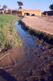 Animals grazing beside an irrigation or drainage ditch, Egypt, 20th Century