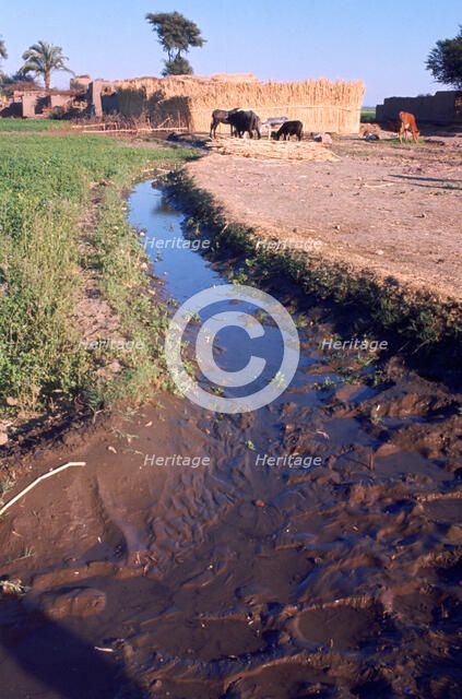 Animals grazing beside an irrigation or drainage ditch, Egypt, 20th Century. Artist: Unknown
