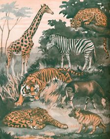 Animals Helped By Spots and Stripes 1935
