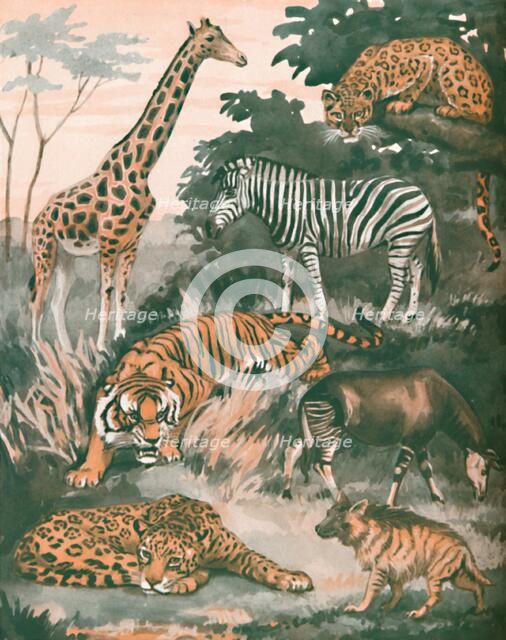 'Animals Helped By Spots and Stripes', 1935 . Artist: Unknown.