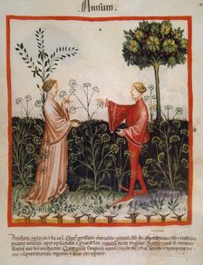 Anise,14th century. Creator: Unknown