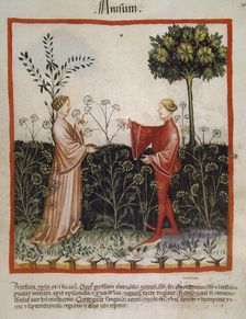 Anise,14th century. Creator: Unknown