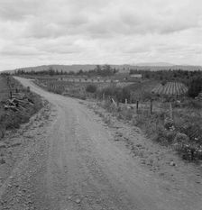 Another cut-over farm located across the road from Kytta place, Michigan Hill, Washington, 1939. Creator: Dorothea Lange