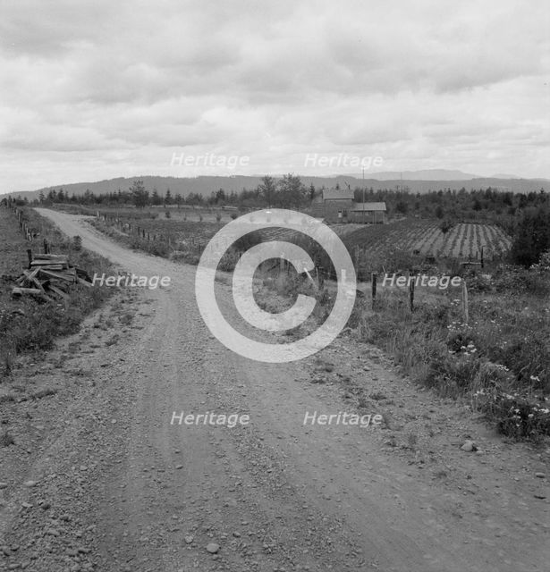 Another cut-over farm located across the road from Kytta place, Michigan Hill, Washington, 1939. Creator: Dorothea Lange.