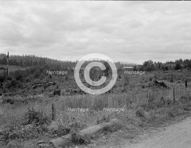 Another stump farm near Arnold place, Michigan Hill, Thurston County, Western Washington, 1939. Creator: Dorothea Lange.
