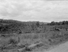 Another stump farm near Arnold place, Michigan Hill, Thurston County, Western Washington, 1939. Creator: Dorothea Lange