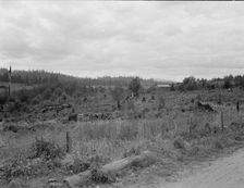 Another stump farm near Arnold place, Michigan Hill, Thurston County, Western Washington, 1939. Creator: Dorothea Lange