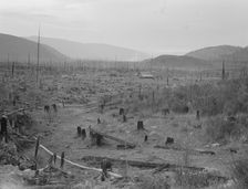 Another stump farm, fenced, showing general characteristics of..., Bonner County, Idaho, 1939. Creator: Dorothea Lange