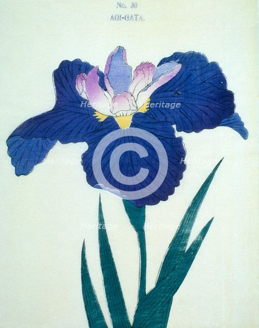 Aoi-Gata, No 30.