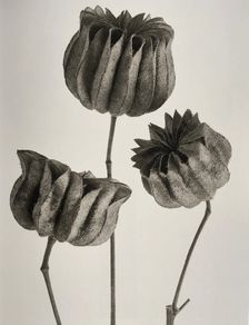 Abutilon. From: Urformen der Kunst (Art Forms in Nature), 1928. Creator: Blossfeldt, Karl (1865-1932)