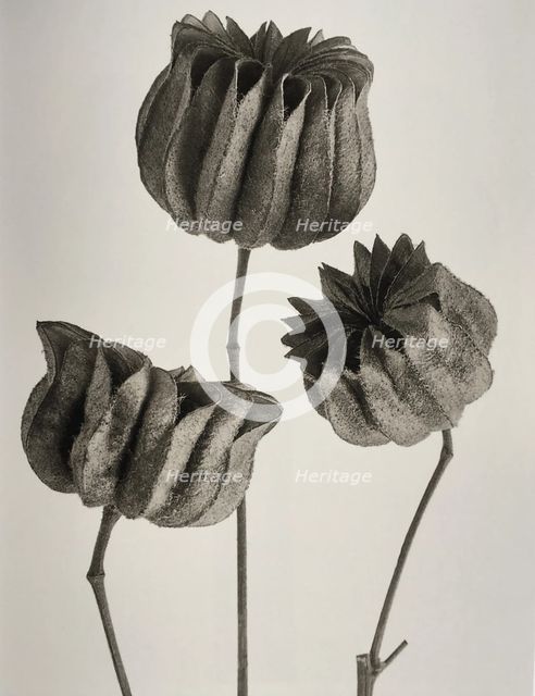Abutilon. From: Urformen der Kunst (Art Forms in Nature), 1928. Creator: Blossfeldt, Karl (1865-1932).